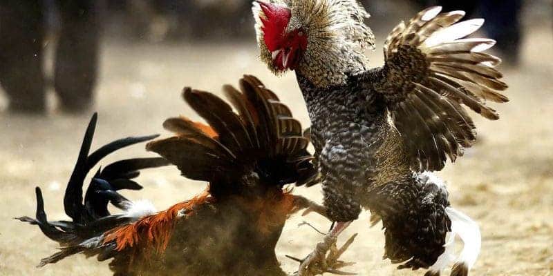 Hướng dẫn các bước chăm sóc vết thương sau trận đấu gà MKBET